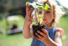 Small girl with dirty hands holding strawberry plant outdoors in garden, sustainable lifestyle concept.