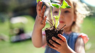 Small girl with dirty hands holding strawberry plant outdoors in garden, sustainable lifestyle concept.