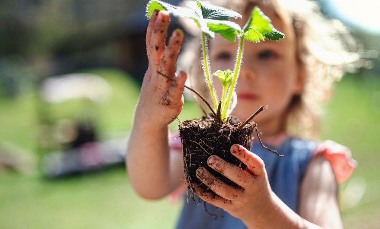 Small girl with dirty hands holding strawberry plant outdoors in garden, sustainable lifestyle concept.